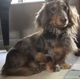 Lost Dog
