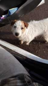Lost Dog