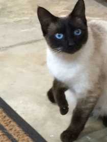 Lost Cat