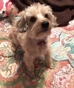 Lost Dog