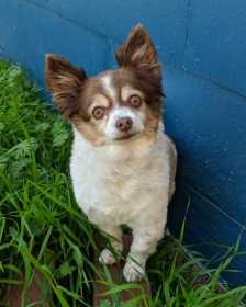 Lost Dog