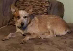Lost Dog
