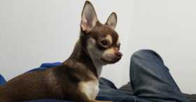 Lost Dog
