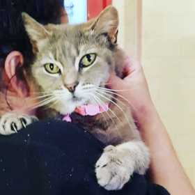 Lost Cat