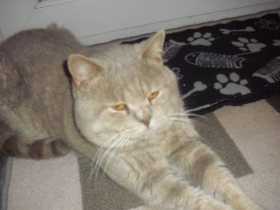 Lost Cat