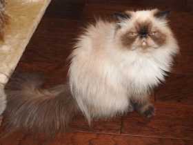 Lost Cat