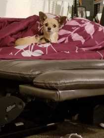 Lost Dog