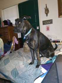 Lost Dog
