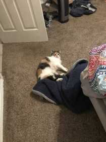 Lost Cat