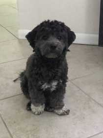 Lost Dog