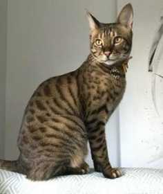 Lost Cat