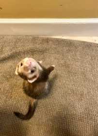 Lost Ferret