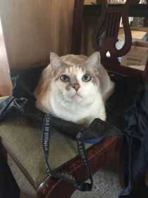 Lost Cat