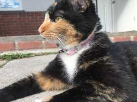 Lost Cat