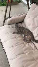 Lost Cat