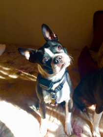 Lost Dog