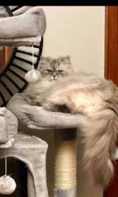 Lost Cat