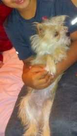 Lost Dog