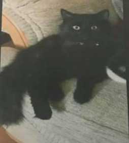 Lost Cat