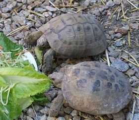 Lost Tortoise