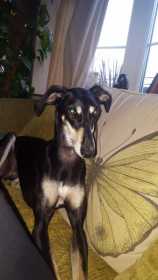 Lost Dog