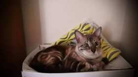Lost Cat