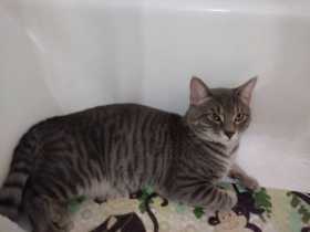 Lost Cat
