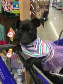 Lost Dog