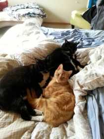 Lost Cat