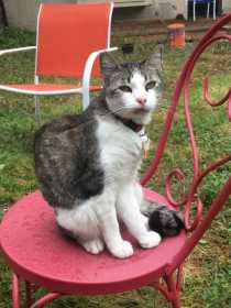 Lost Cat