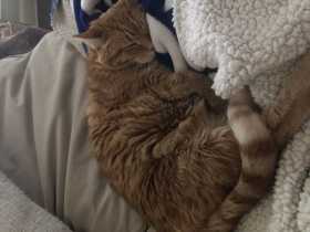 Lost Cat