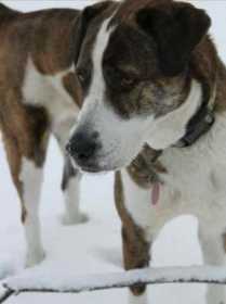 Lost Dog