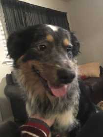 Lost Dog