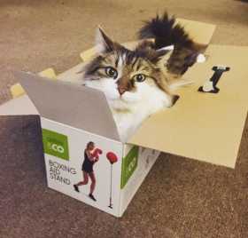 Lost Cat