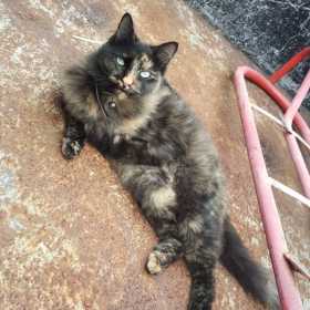 Lost Cat