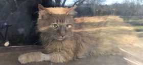 Lost Cat