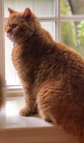 Lost Cat
