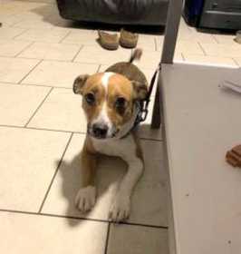 Lost Dog