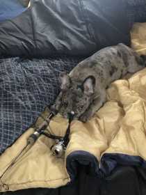 Lost Dog