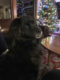 Lost Dog