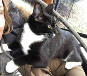 Lost Cat