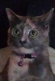 Lost Cat