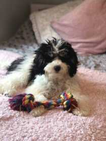 Lost Dog