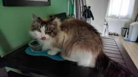 Lost Cat
