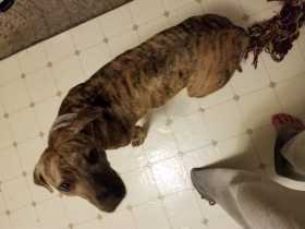 Lost Dog