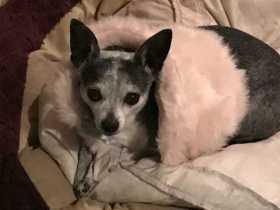Lost Dog