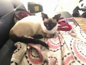 Lost Cat