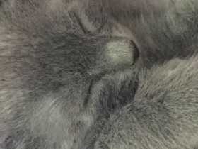 Lost Cat