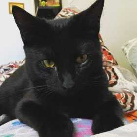 Lost Cat