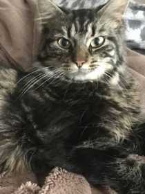 Lost Cat